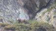 Avistats almenys 15 óssos aquesta primavera al Pirineu català: "Les dades demostren que la convivència és possible"