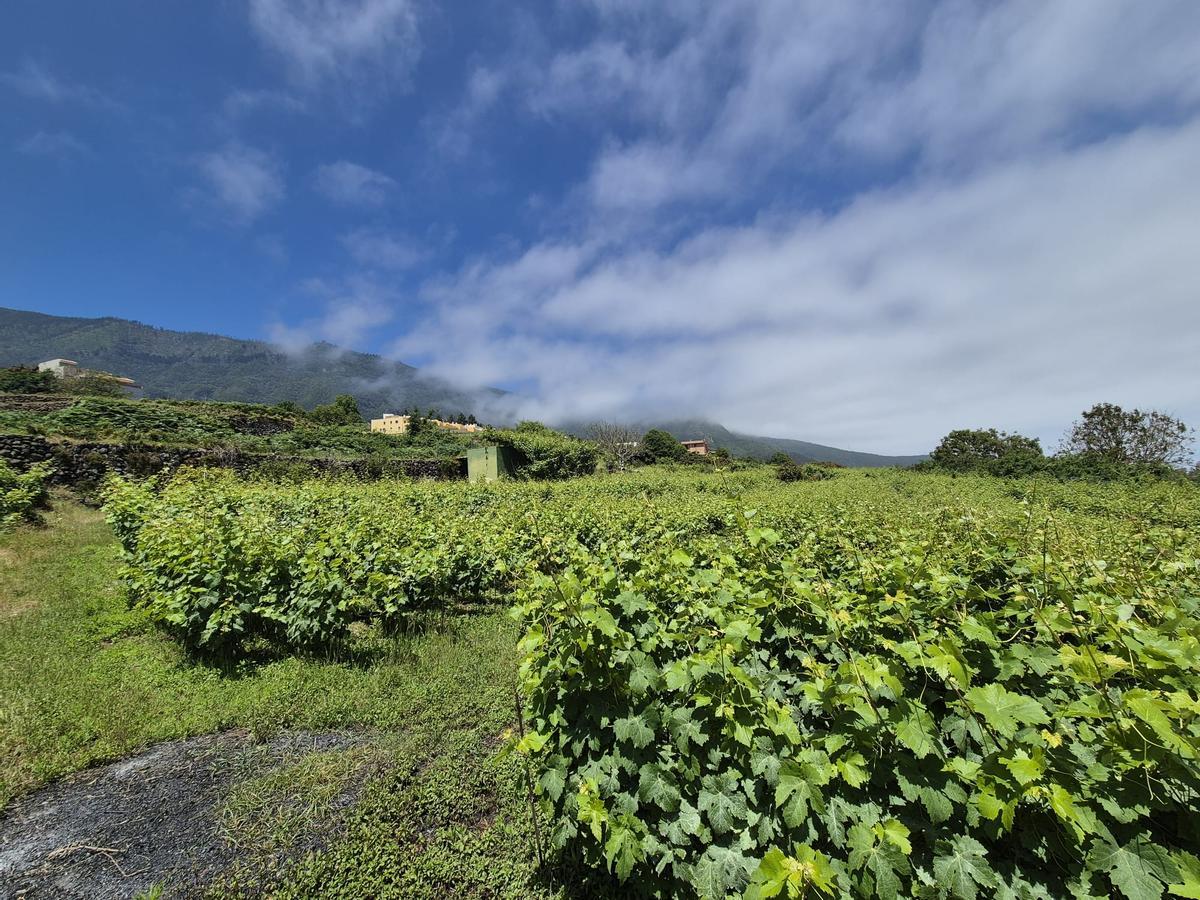 Palo Blanco, en Los Realejos.