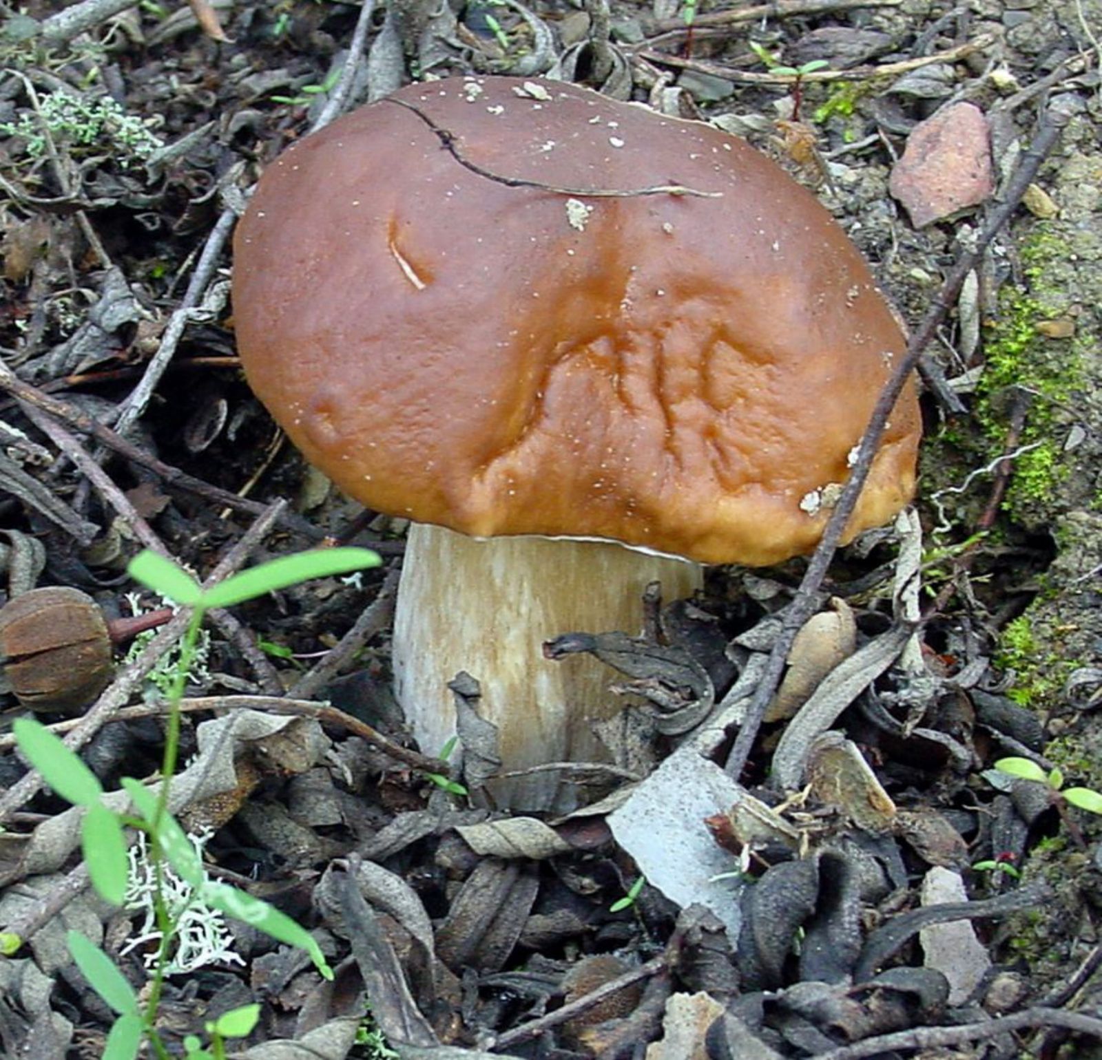 Un boletus en un monte de Alcañices. | firmaCh. S.