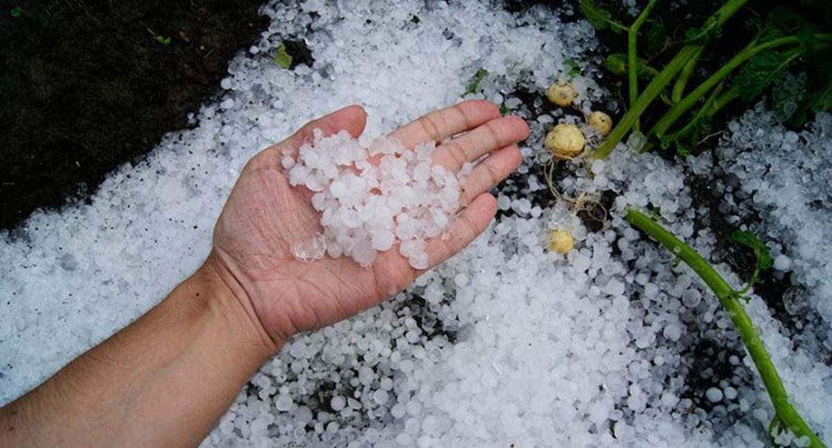 El granizo, el viento y las lluvias han ocasionado gran parte de las pérdidas