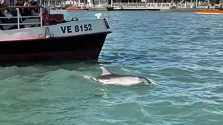 Un delfín sorprende en la laguna de Venecia entre barcas y góndolas