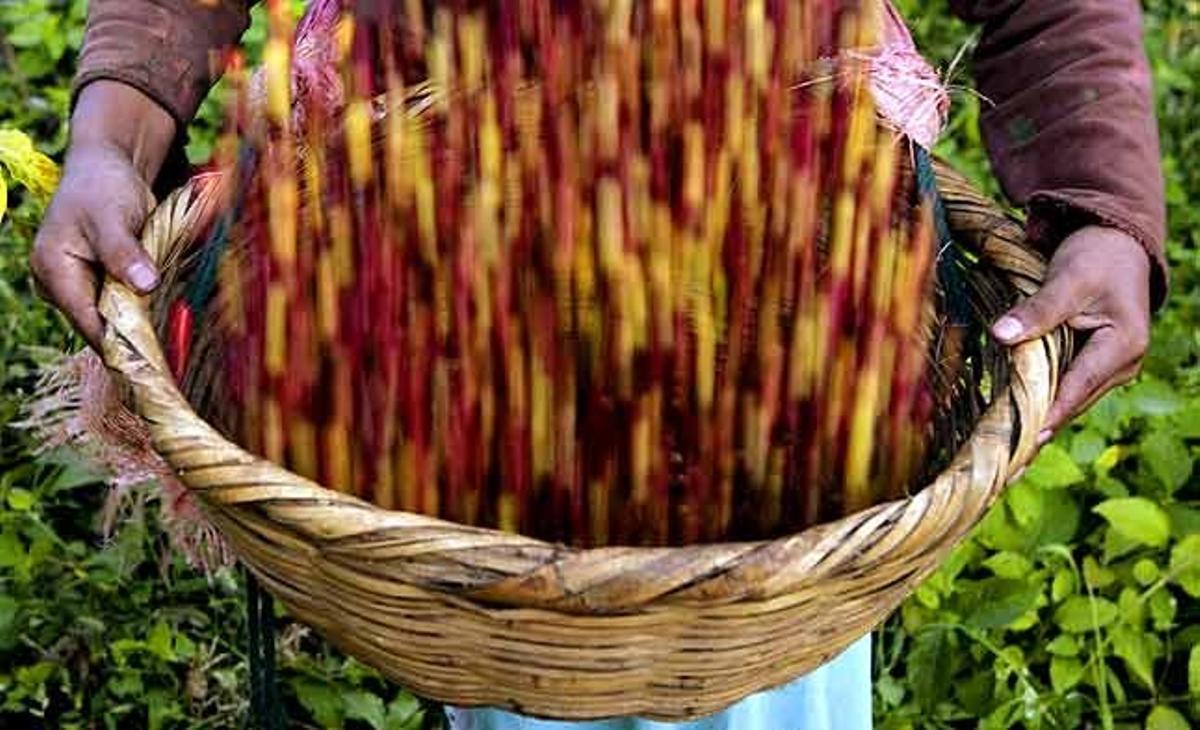 Un treballador mou grans de cafè acabats de collir en una cistella a la finca de Santa Francisca Romana a Carazo, als afores de Managua (Nicaragua).
