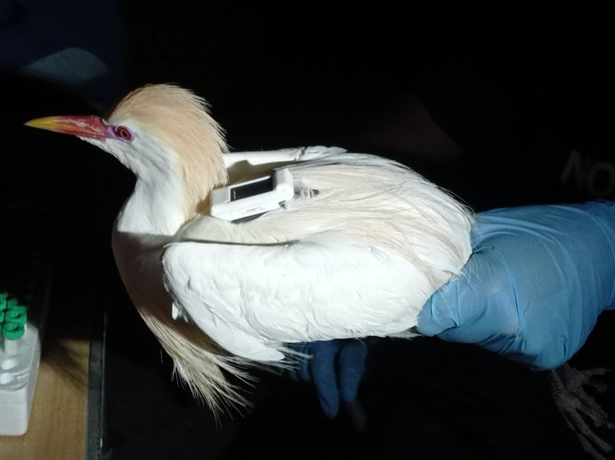 Una de las garcillas marcadas en el estudio de la UMH de Elche en el Clot de Galvany
