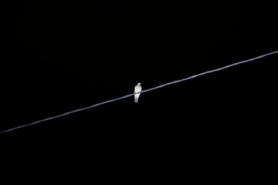 Fotografía de la muestra 'Palomas al aire' de Ricardo Cases