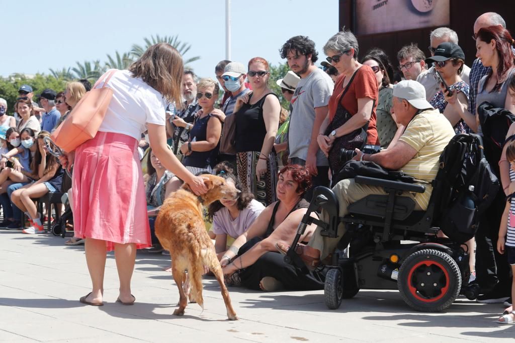 Pasarela de perros de adopción en Bioparc