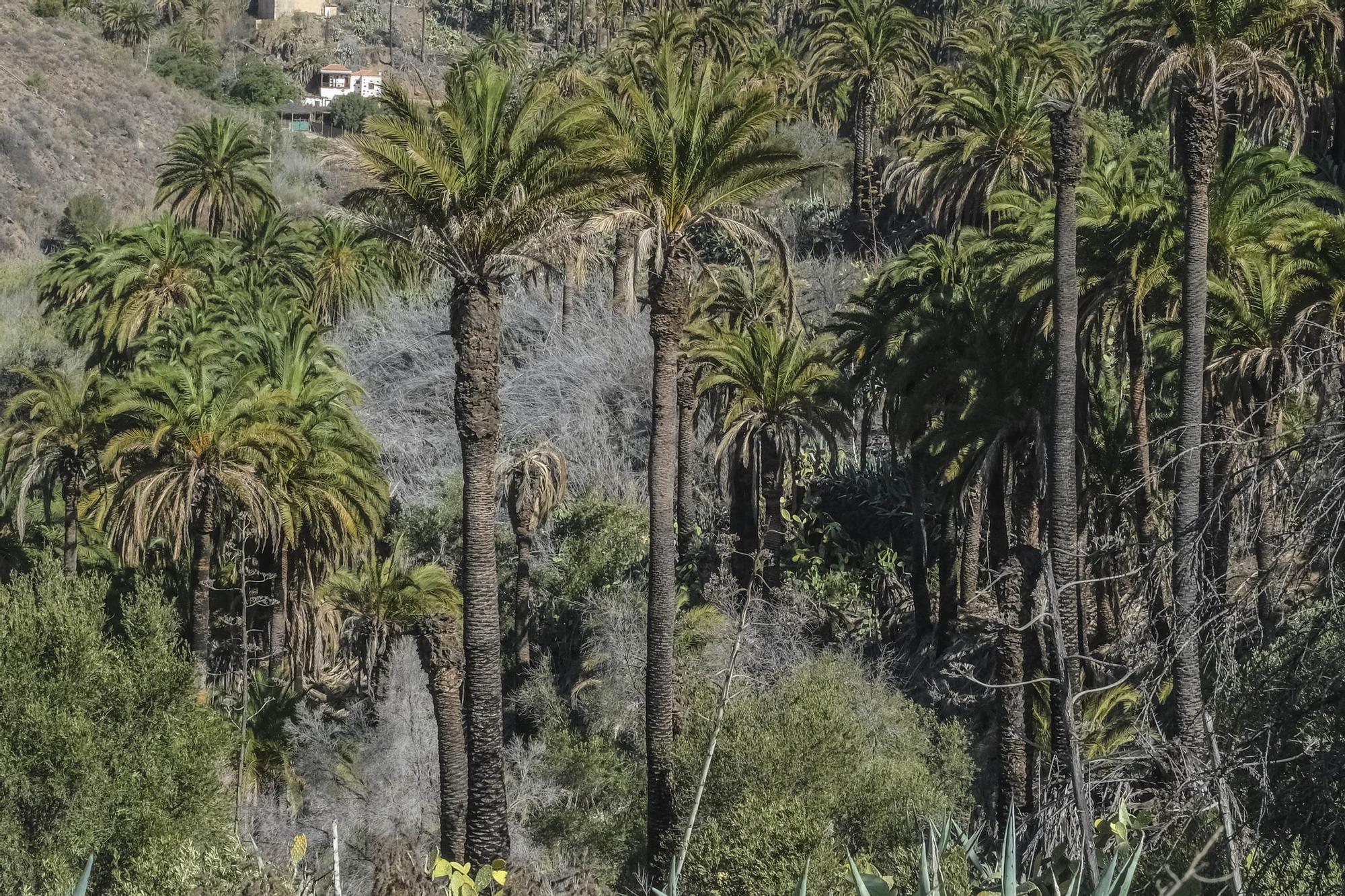 Incendio en Santa Lucía