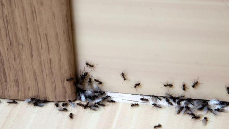 Este es el truco definitivo para exterminar a las hormigas de casa: no vuelven nunca más