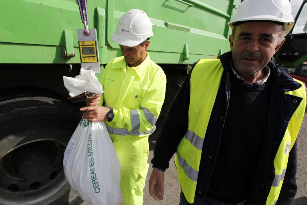 Recogida de patatas en Monteana