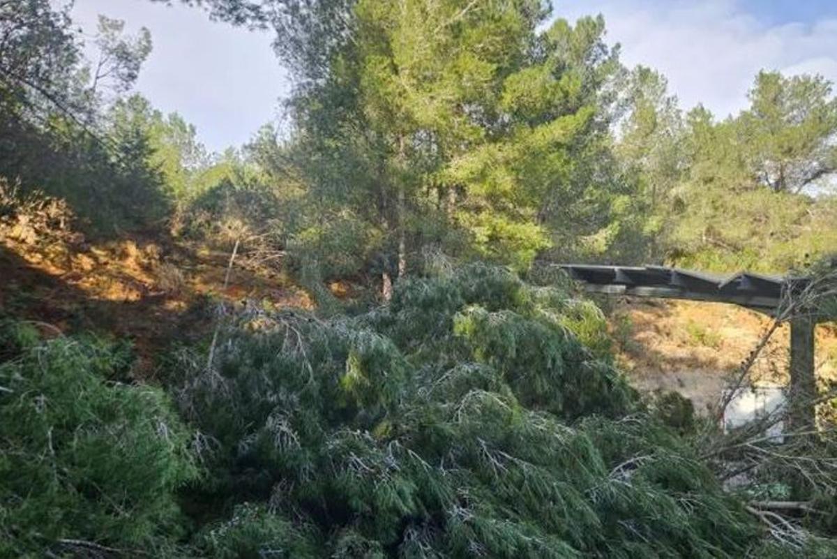 Caída de un árbol en s’Arenal Petit, en Portinatx. | AYUNTAMIENTO DE SANT JOAN
