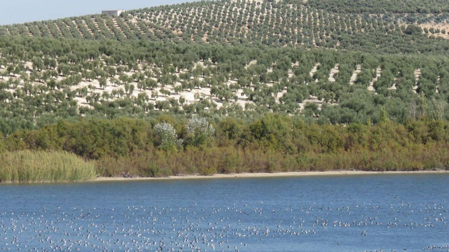 La cambiante comunidad de aves acuáticas de Zóñar