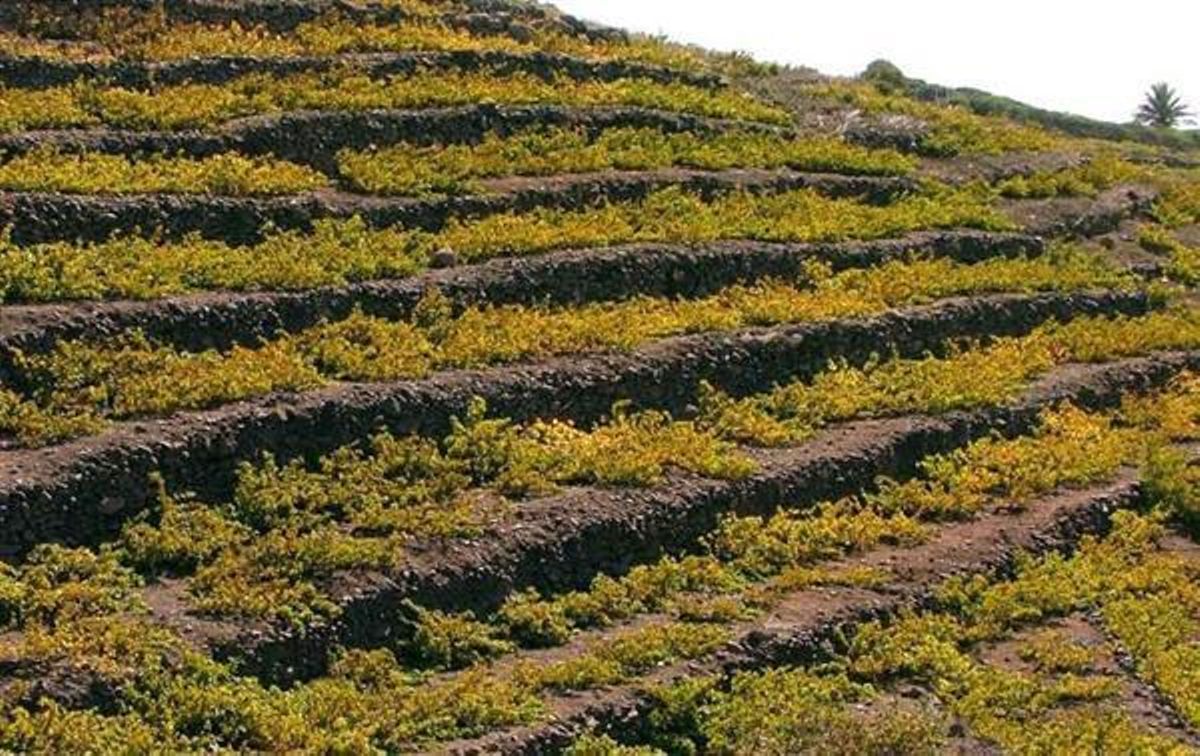 Viña en La Gomera.