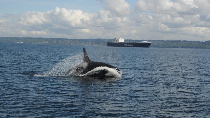 El ruido submarino de los buques complica la alimentación de las orcas