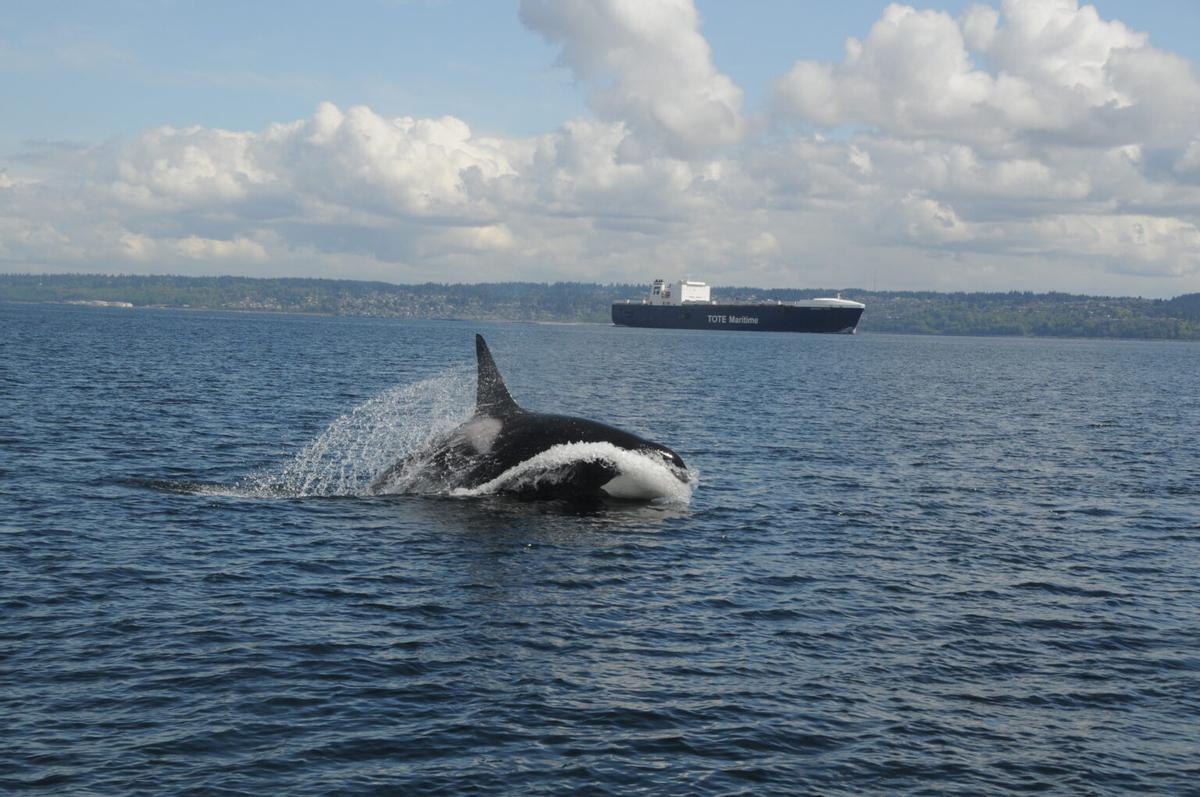Una orca junto a una embarcación