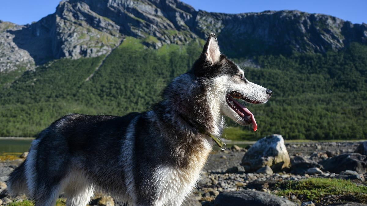 Antes de irte, hazle una revisión médica a tu perro.