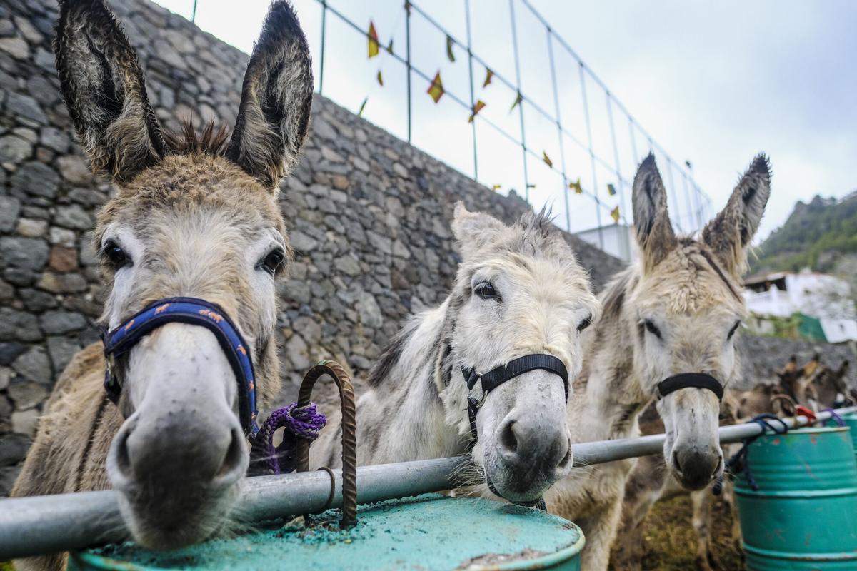 Feria de burros de La Culata de Tejeda 2025
