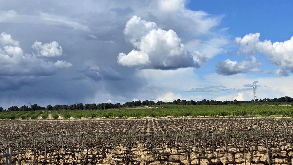 Un campo de viñas en Fontanars dels Alforins.
