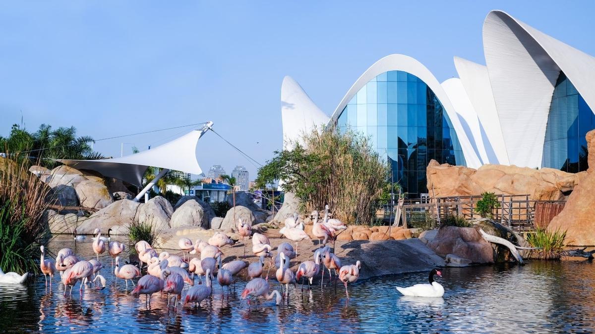 L&#039; Oceanogràfic de València ofrece una tarifa única de 20 euros durante el mes de diciembre