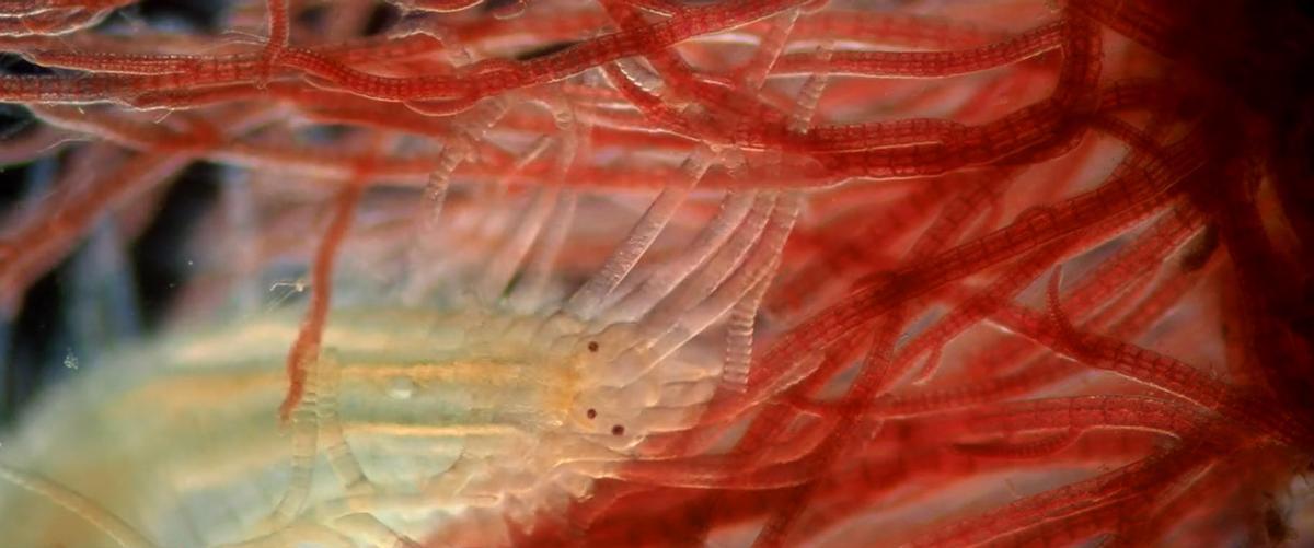 Anélido poliqueto marino de la familia Syllidae con algas rojas del género Ceramium.