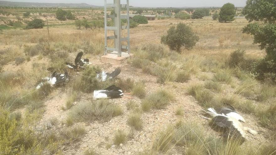 Una decena de cigüeñas mueren electrocutadas en Requena