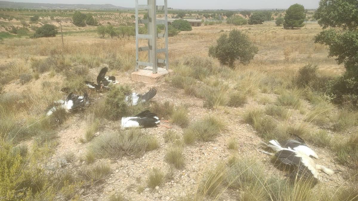 Una decena de cigüeñas mueren electrocutadas en Requena