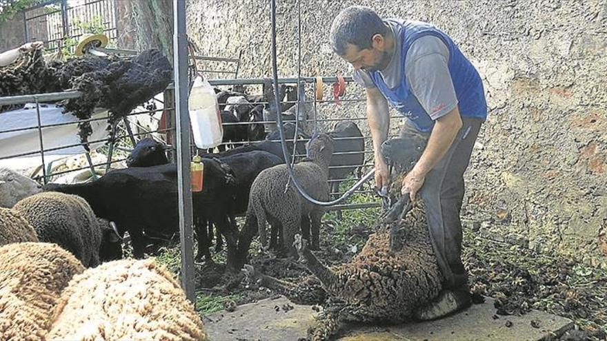 Una jornada de esquileo en el marco