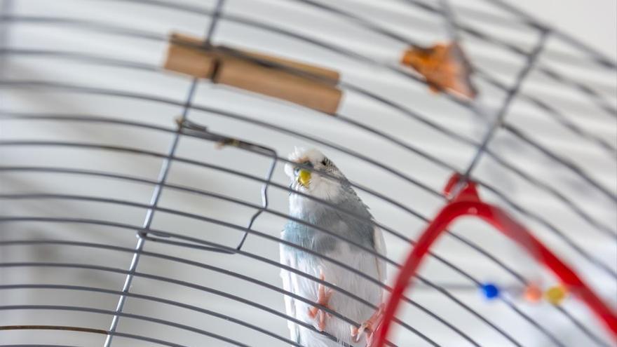 La denuncia en redes sociales por el abandono de un pájaro muerto en Gijón: &quot;Con jaula y todo&quot;