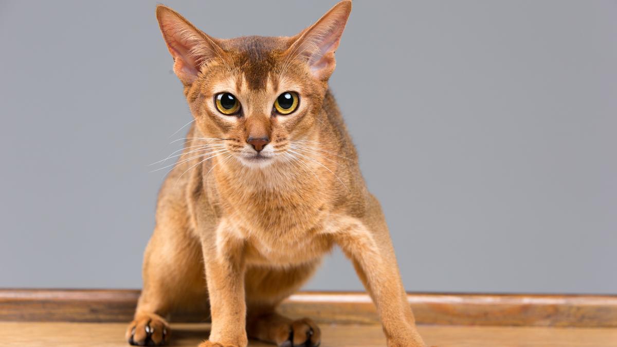 Exótico y sociable: Descubre la raza de gatos Abisinio, un compañero fascinante