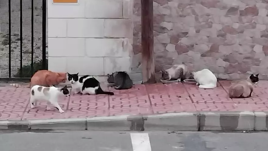A uñas con una colonia de gatos en Santa Pola