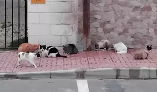 A uñas con una colonia de gatos en Santa Pola