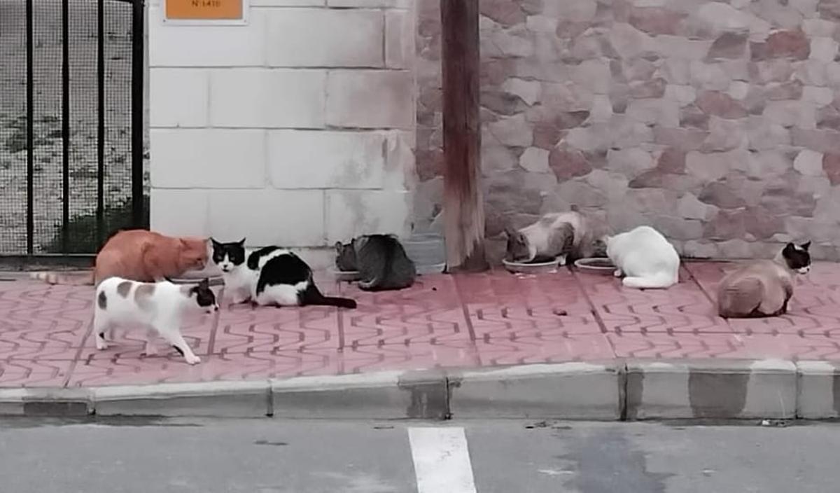 Gatos de una colonia felina de Santa Pola