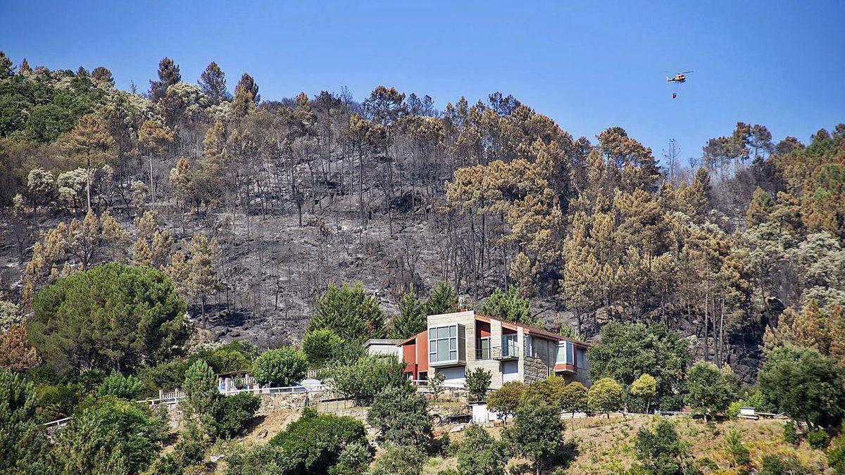 Árboles autóctonos afectados por el fuego de la ciudad.