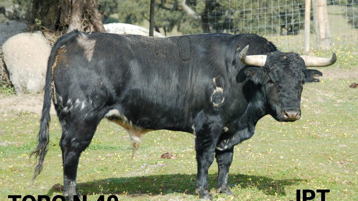 Toro número 40, &#039;Ameixo&#039;.