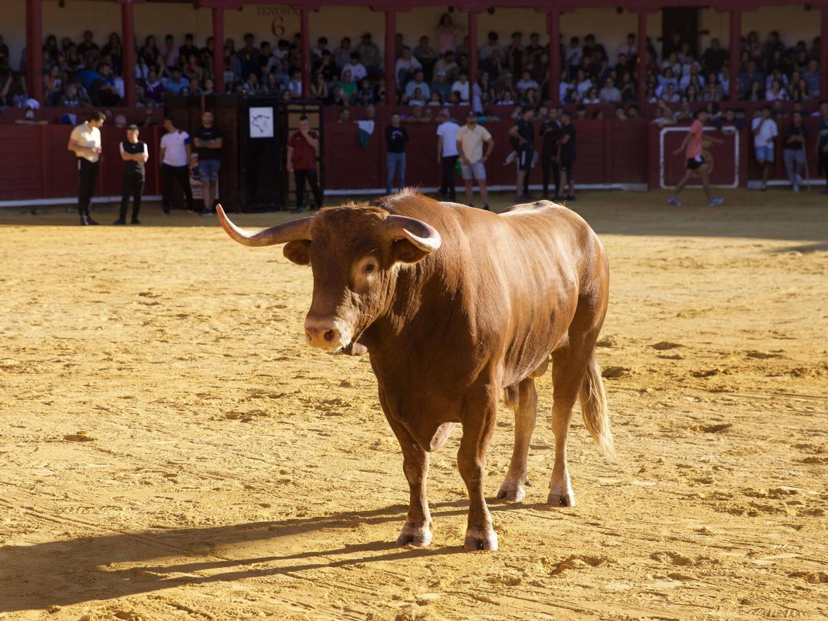 Toro del Cajón, San Agustín 2026