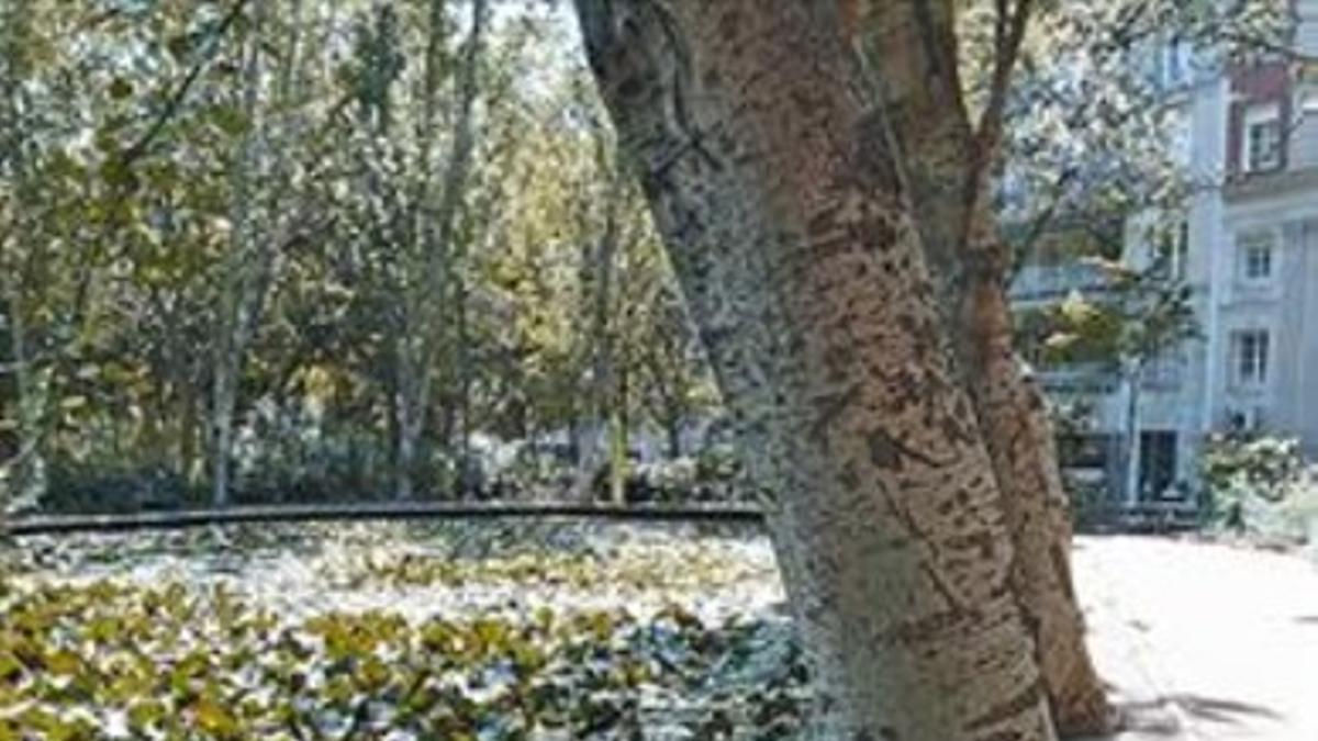 Invitación al relax  8 El estanque del Turó Park, con nenúfares.