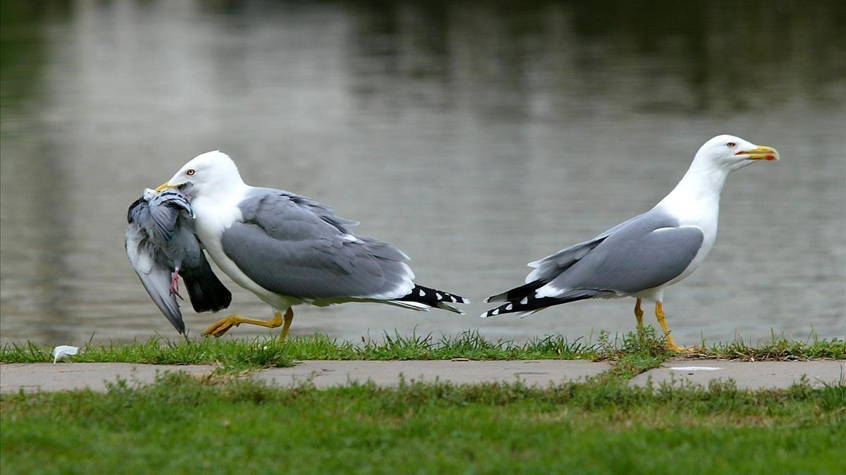 zentauroepp1502240 barcelona 14 11 2003   sociedad gaviota que se come a una pa200617145225