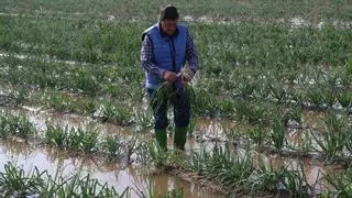 Los campesinos de Gavà y Viladecans prevén pérdidas de hasta el 90% por las últimas lluvias