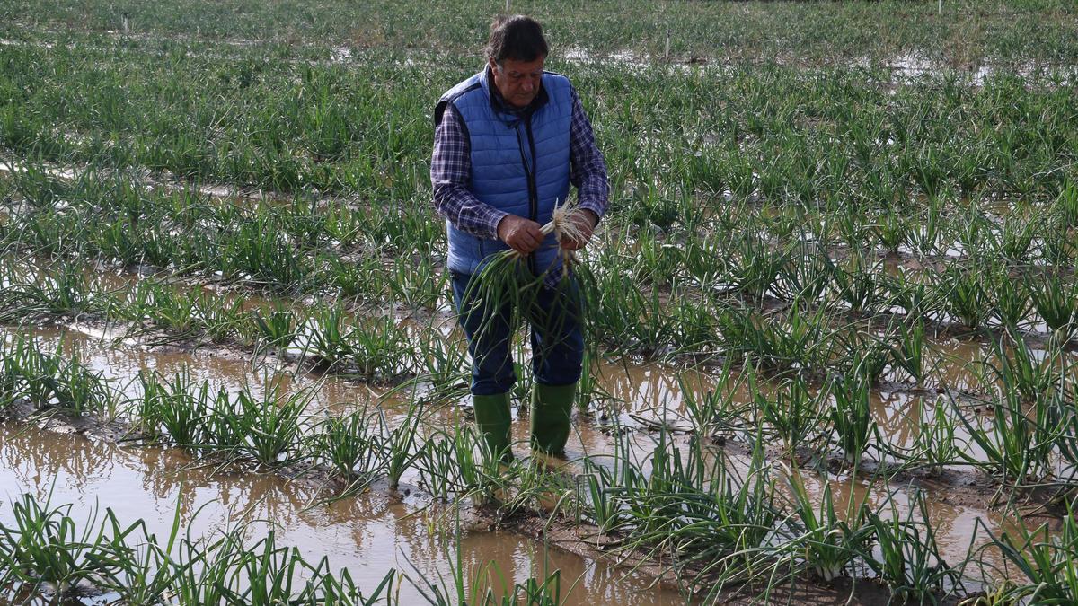 Los campesinos de Gavà y Viladecans prevén pérdidas de hasta el 90% por las últimas lluvias