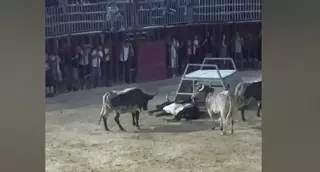 Muere otra vaquilla en las fiestas de "bous" de Benifairó de la Valldigna