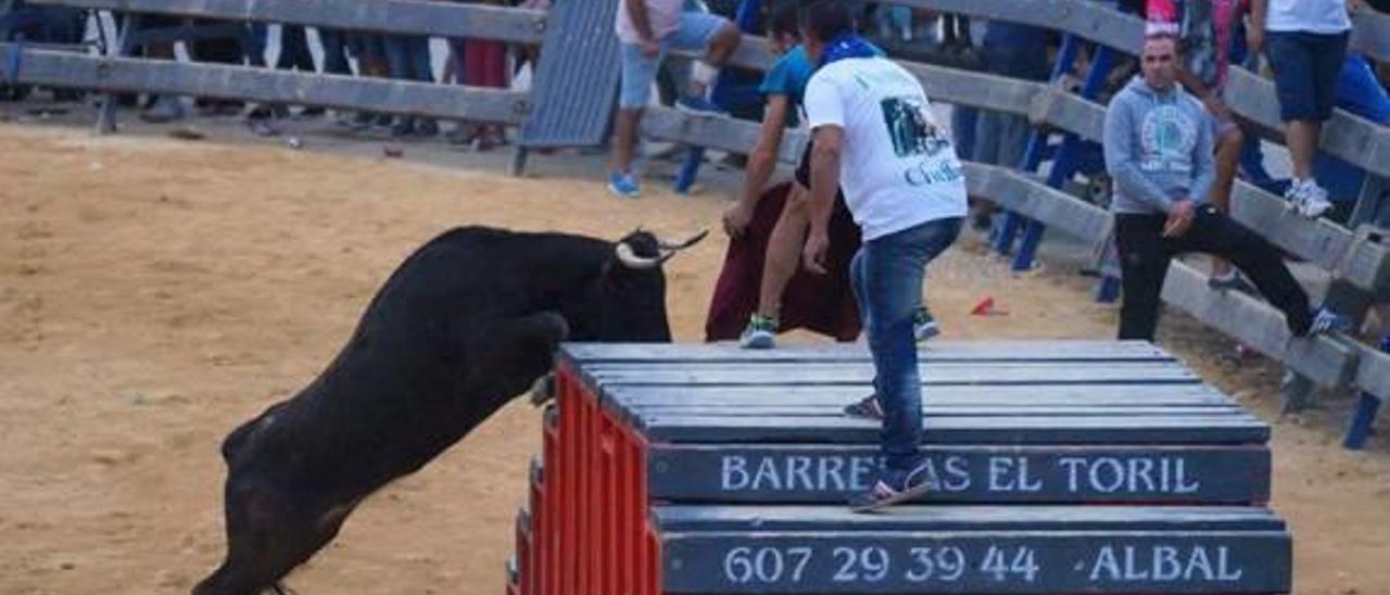 Chella permitirá a los mayores de 16 años votar en la consulta sobre las vacas