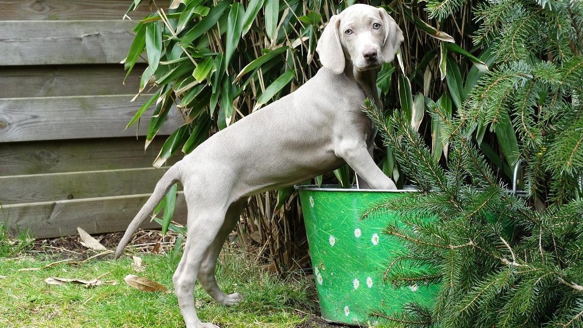 Razas de perros de caza: Braco de Weimar