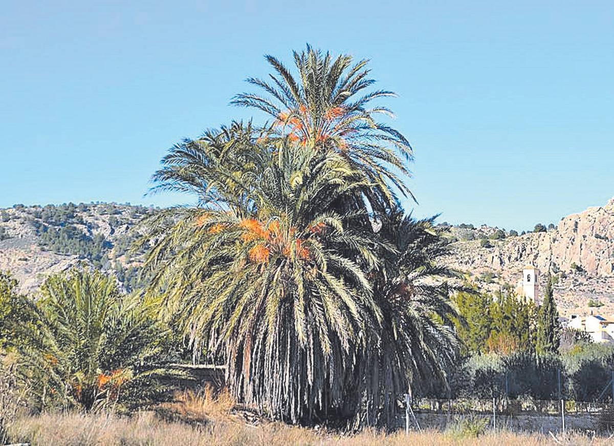 Palmera Las Cinco Hermanas.