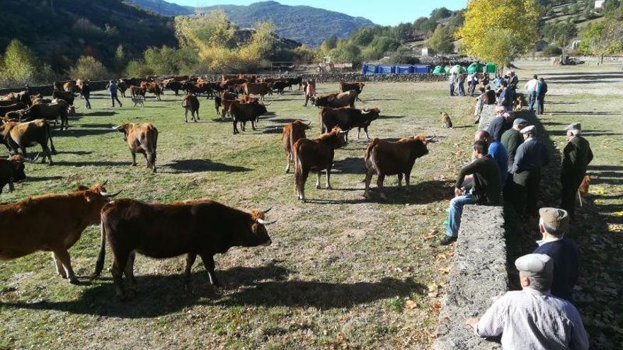 Ganado vacuno en la feria de Porto