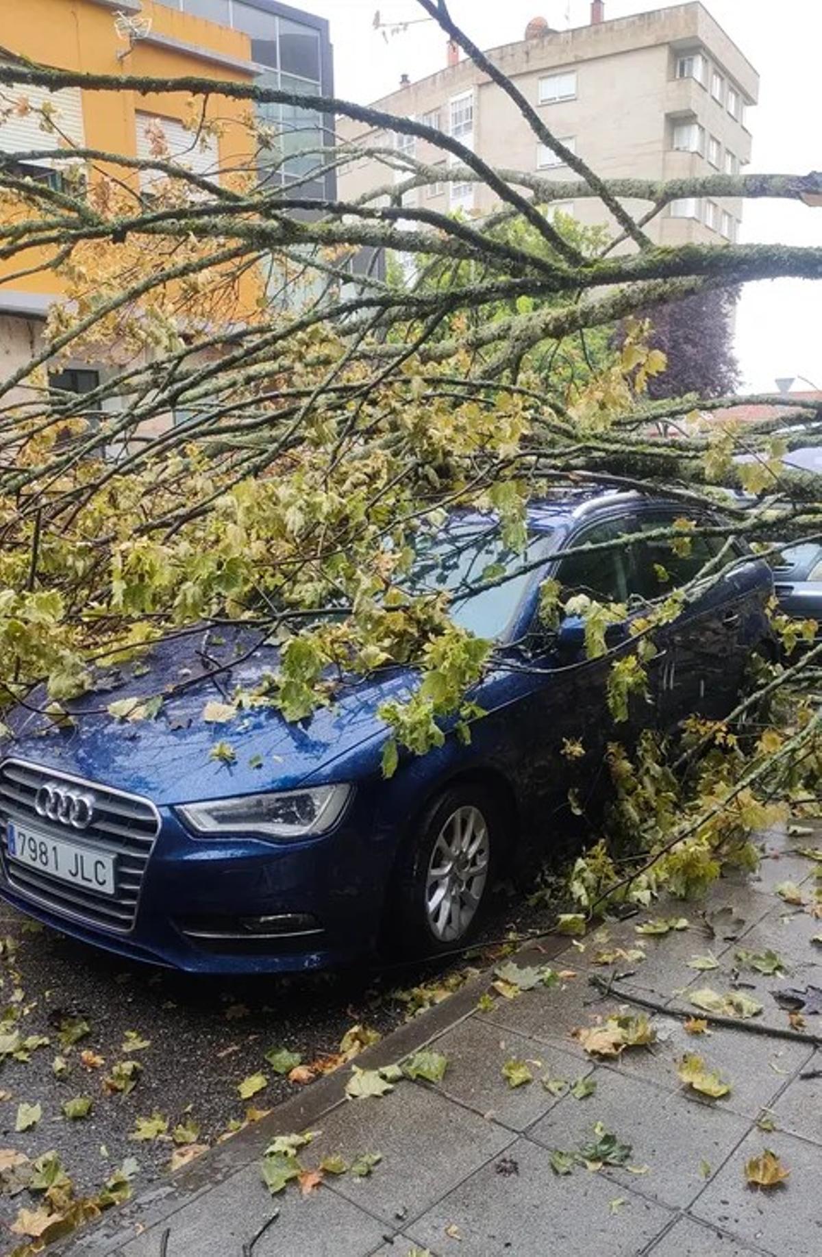 Cae un árbol en San Roque, Vigo