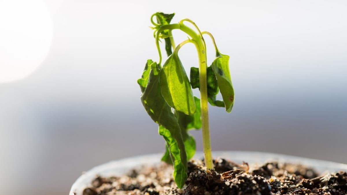 Así puedes evitar que se mueran las plantas de interior en tu casa