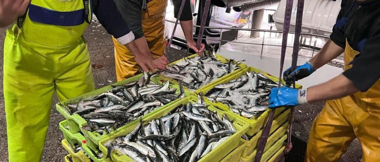 La gallega encara San Juan con más sardina y el precio medio un 10% más alto Faro Vigo