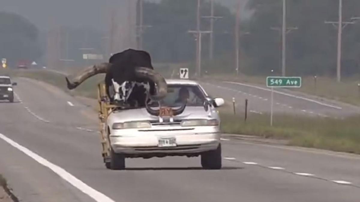 El vehicle, amb el bou de copilot