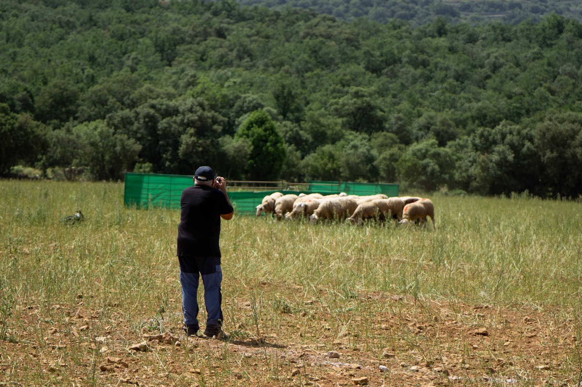 FOTOGALERÍA: Las imágenes del concurso de perros pastores de Ares del Maestrat