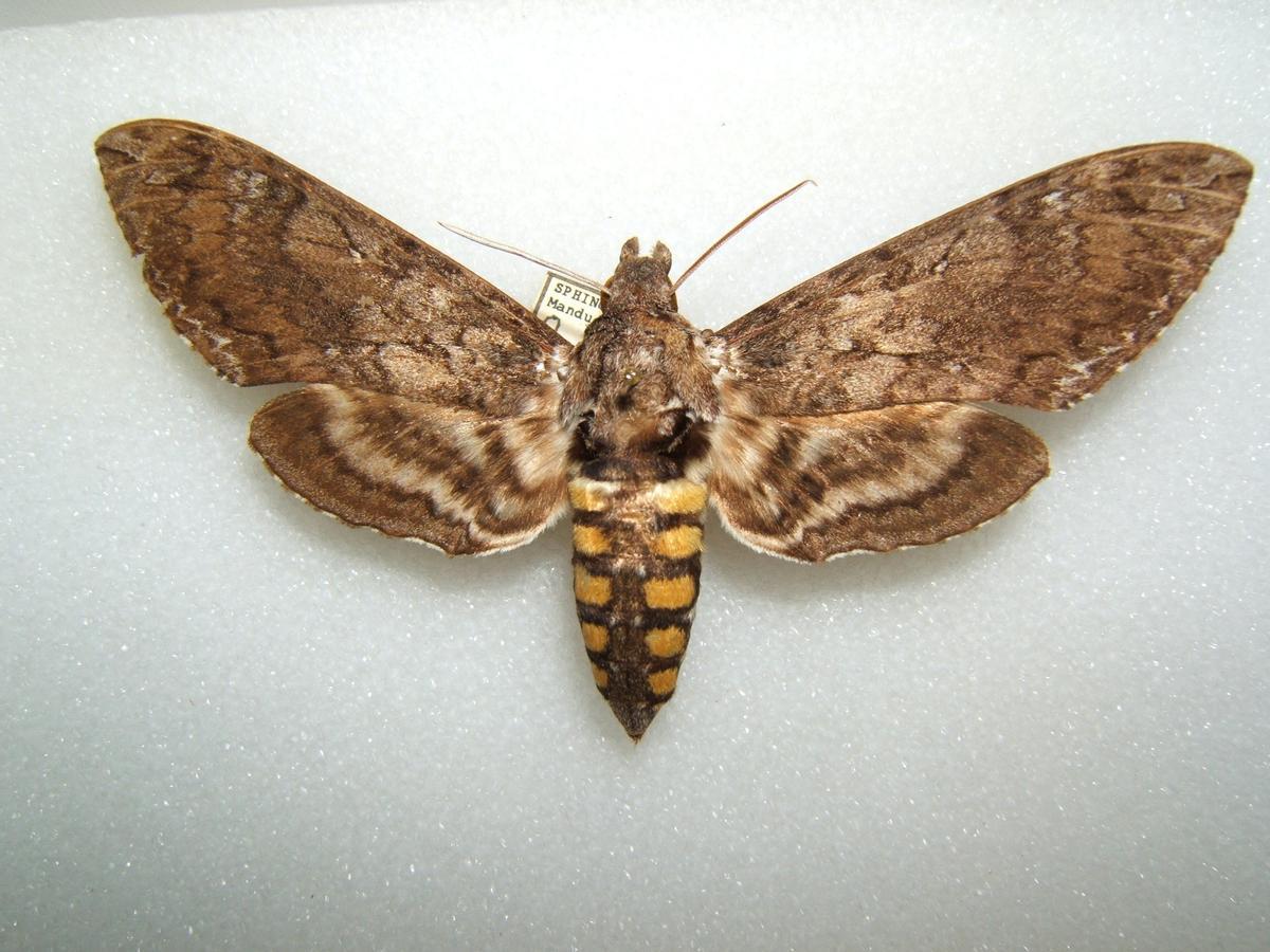 Polilla del tabaco.