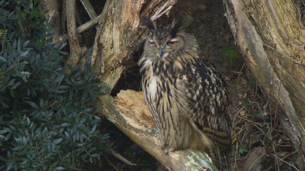 Un mussol recolzat en una branca d’arbre. | DDG