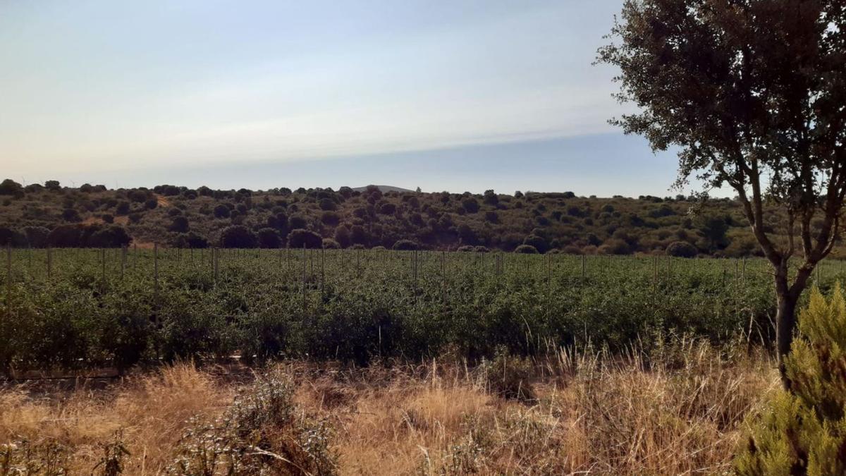 Plantación de tomates en Riofrío en las tierras concentradas. | Ch. S.